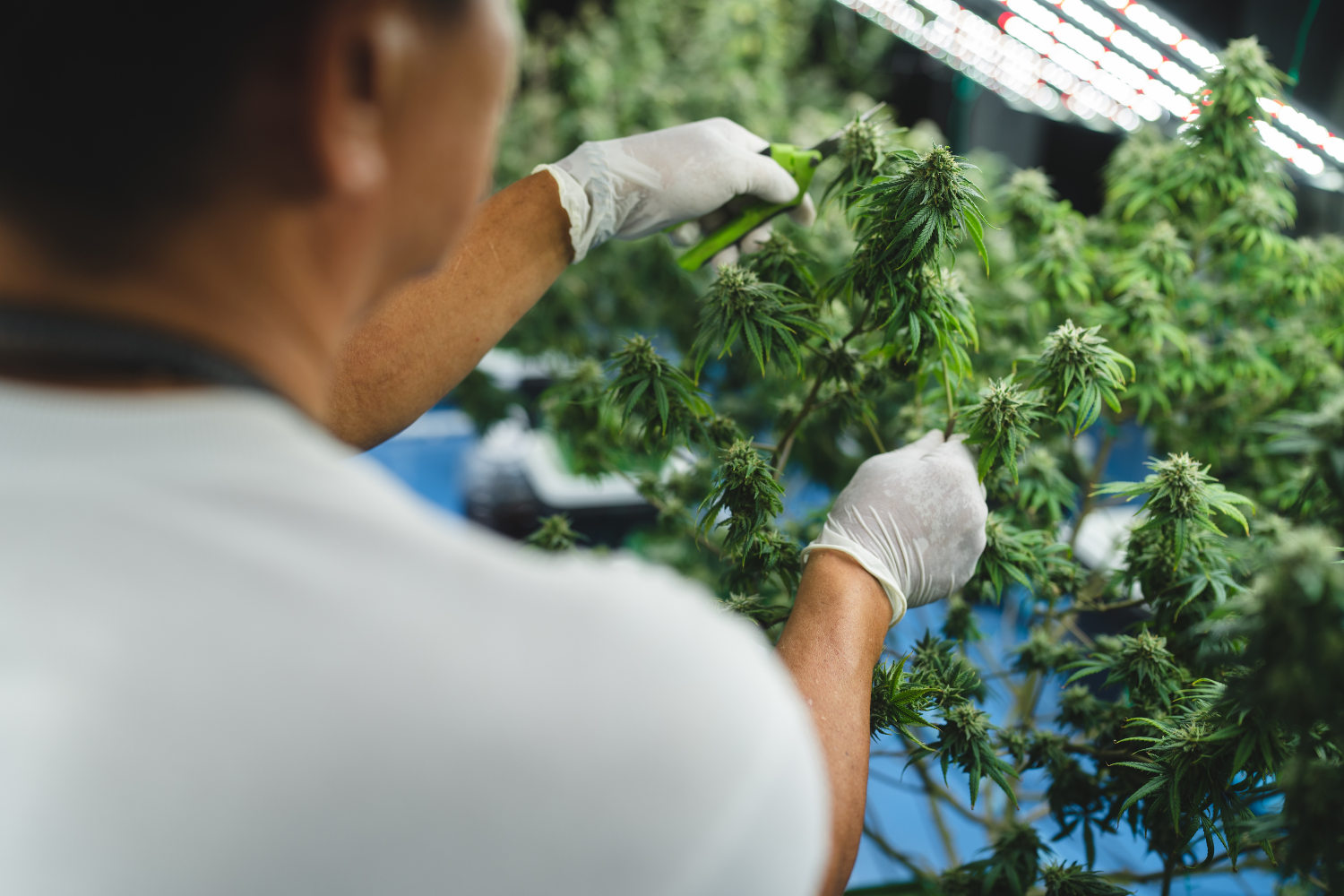 Ekstrakcja CBD – jakie metody są najlepsze? Przewodnik